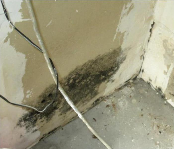 Does Homeowners Insurance Cover Mold Damage? | SERVPRO of Scottsdale